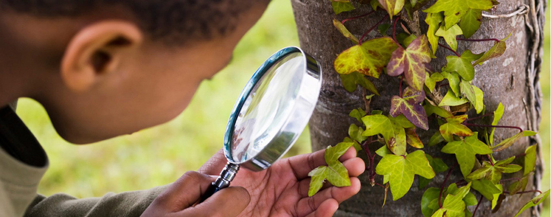 stem ecosystem header